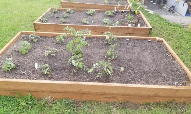 Vegetable Garden Planted at RBAC Office