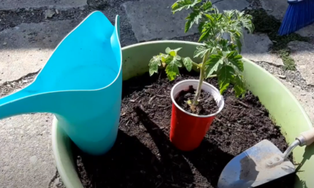 Beet Box: How to Plant Tomatoes
