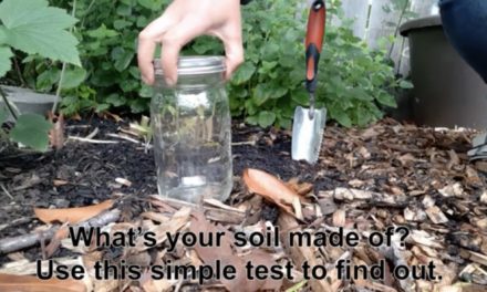 Beet Box: Soil Test & Fertilizer Tea