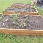 Vegetable Garden Planted at RBAC Office