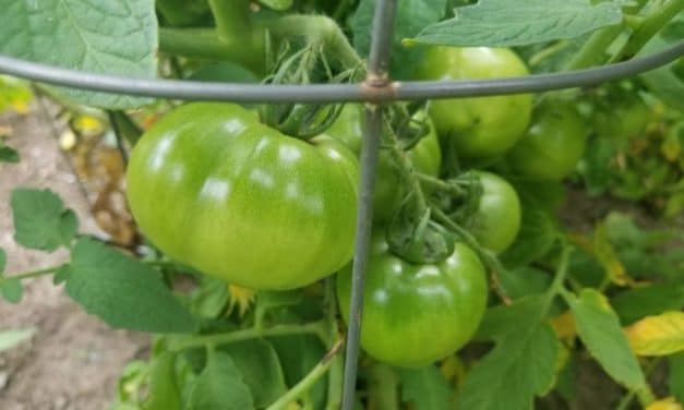 Garden update!