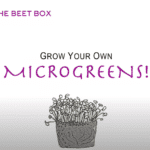 Beet Box: Grow Your Own Microgreens